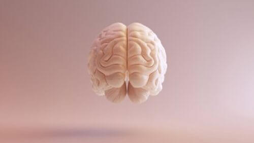 Ludzki mózg - grafika