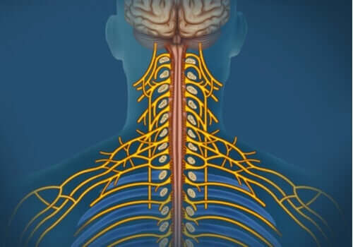 Somatyczny układ nerwowy: charakterystyka i funkcje