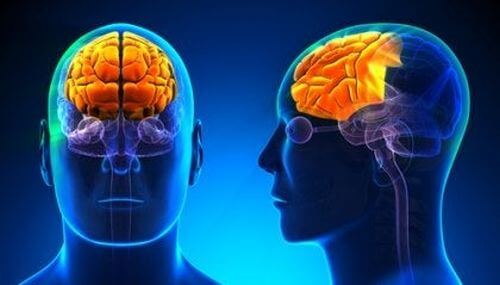 Zaburzenia funkcji poznawczych - mózg