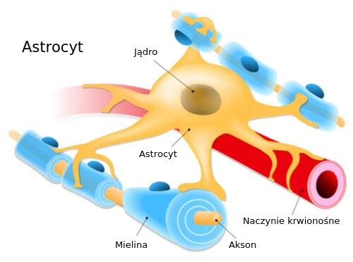 Astrocyt