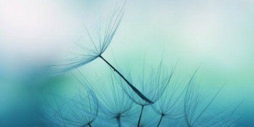 Dmuchawiec na wietrze