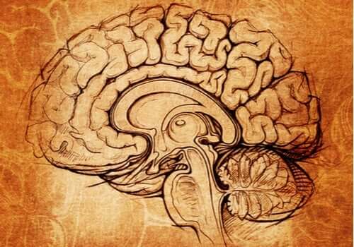 Jądro soczewkowate: centrum uczenia się i motywacji