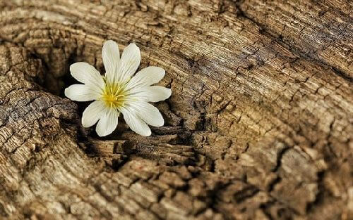 Kwiat w drewnie