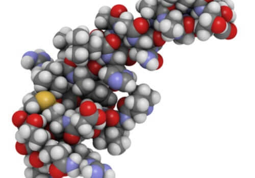 Oreksyny i ich wpływ na sen i dietę