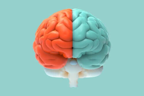 Dwie półkule mózgu