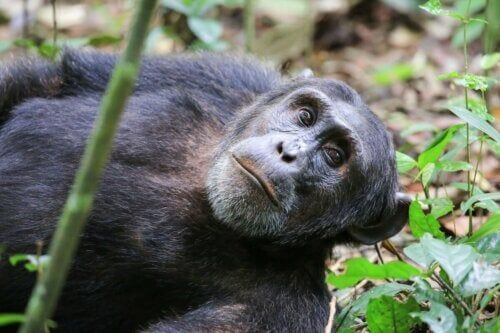 Dorosły szympans