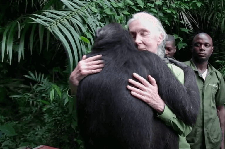 Jane Goodall - od hobby po światowy sukces