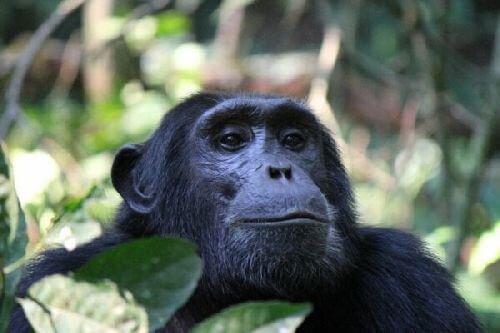 Fascynujący projekt Washoe - dowiedz się więcej!