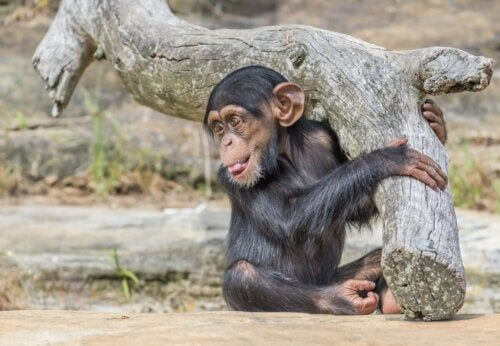 Młody szympans