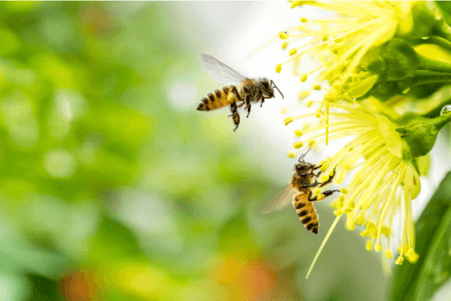 Strach przed pszczołami, czyli apifobia.