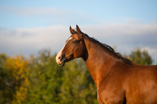 Mądry Hans, koń wykonujący operacje matematyczne