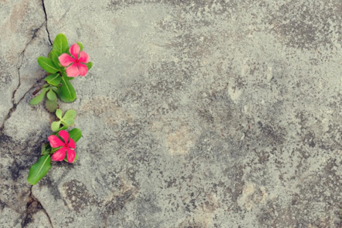 Kwiat na betonie