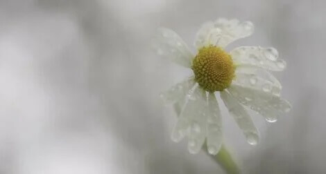 Przeciwności losu nie zawsze sprawiają, że jesteś bardziej odporny