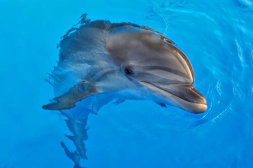 Terapia z udziałem delfinów: korzyści i kontrowersje