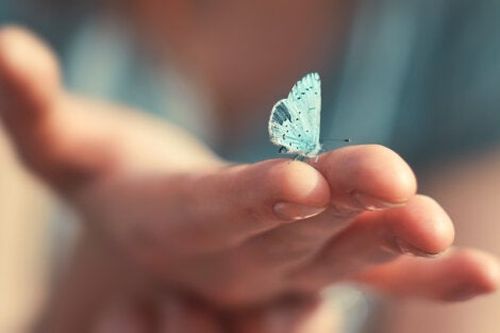 Mały, niebieski motyl na dłoni