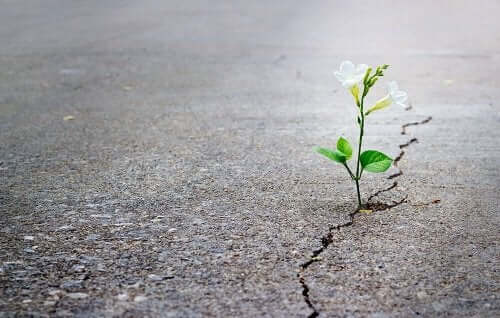 Kwiat wyrastający ze szczeliny w betonowej ulicy