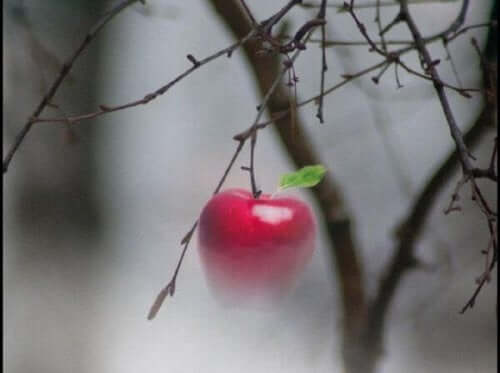 Mały owoc na drzewie - opowieść o pokorze