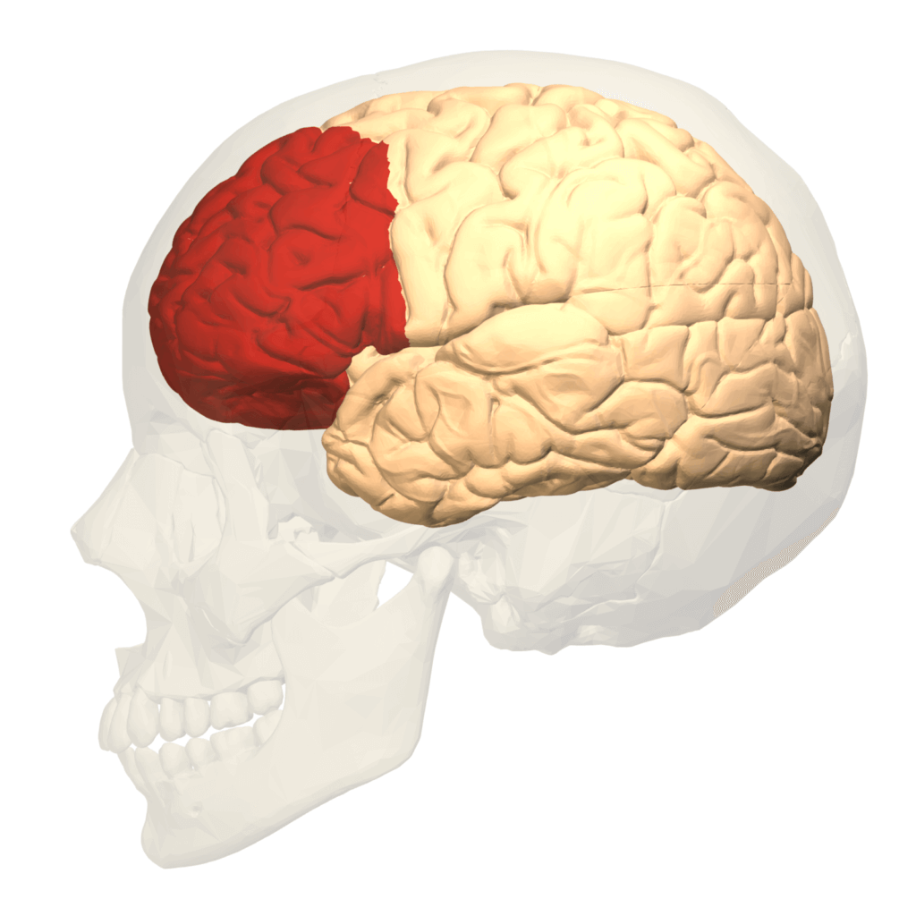 Płat czołowy mózgu