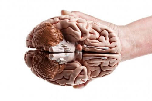 Mózg trzymany w dłoni