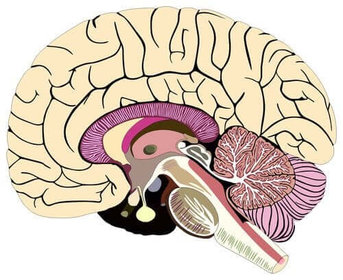 Przekrój mózgu