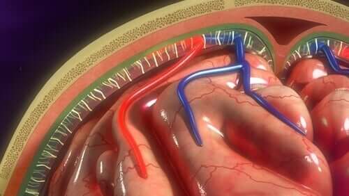 Charakterystyka i funkcje opon mózgowych