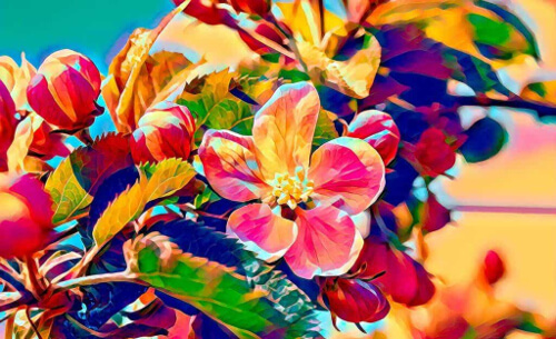 Kolorowe kwiaty