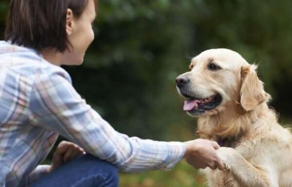 Psy rozpoznają twarze swoich właścicieli - w jaki sposób to robią?