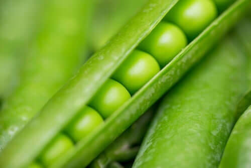 Przełomowe prawa dziedziczenia Mendla