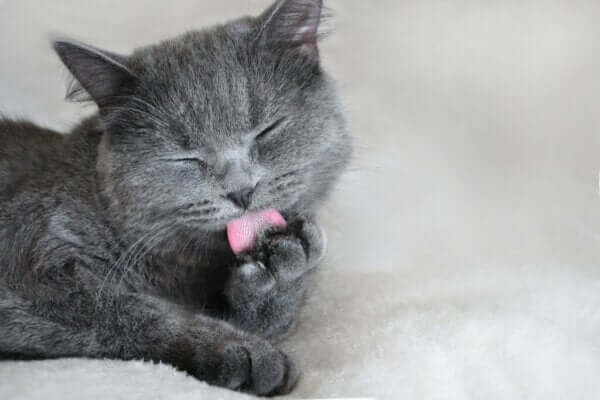 Znaczenie koloru szarego — na co wskazuje on w psychologii?