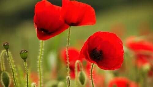 Syndrom wysokiego maku: problem bycia wybitnym pracownikiem