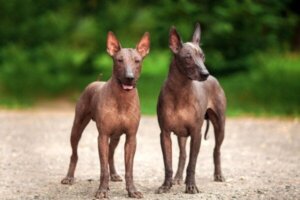 Xolo: pies Azteków, który prowadził dusze do zaświatów