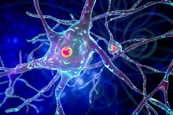 Neurony w mózgu - jak długo żyją?