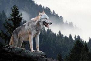 Wilk alfa z Yellowstone, matriarchini lasu