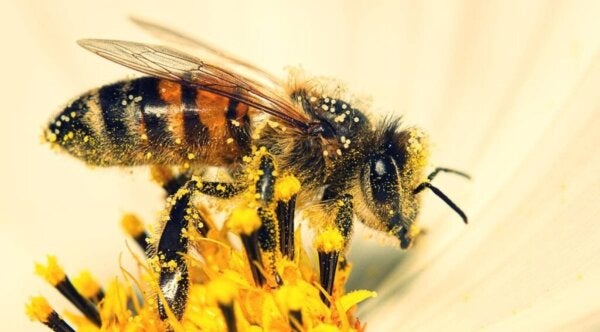 Badania twierdzą, że pszczoły potrafią liczyć