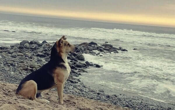 Historia Vaguito, peruwiańskiego Hachiko