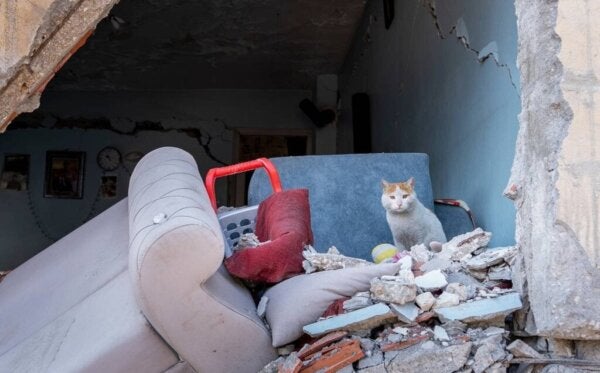 Enkaz, kot uratowany po trzęsieniu ziemi w Turcji