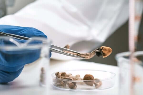 Psychodeliki w leczeniu chorych na nieuleczalną chorobę